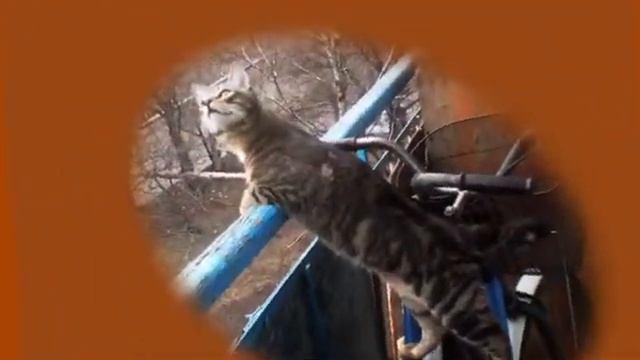Агузарова.Кошки.