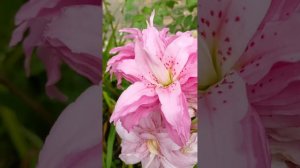 ❗Уход за МАХРОВЫМИ Лилиями 💕 И что такое Лилии Розы 🌹