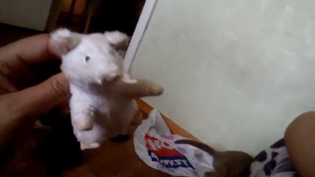 Котики играються и разрывают мышь видео котиков смотреть онлайн