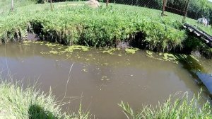 Кормление карпа ряской