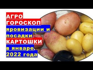 Агрогороскоп яровизации и посадки картофеля в январе 2022 года