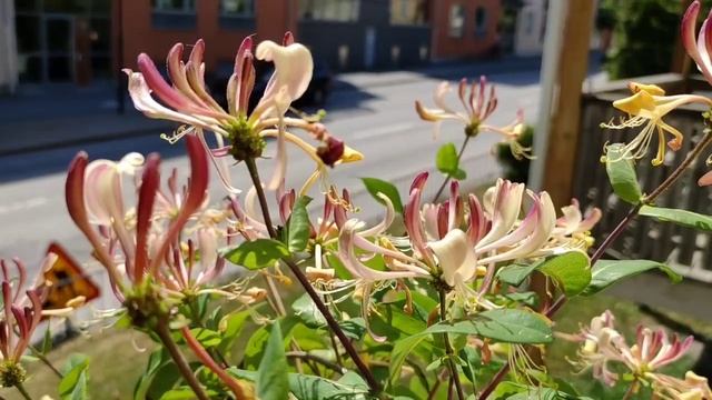 fLonicera periclymenum смотреть онлайн