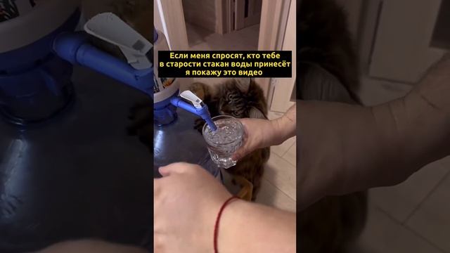 кот налевает хазайну воду смотреть онлайн