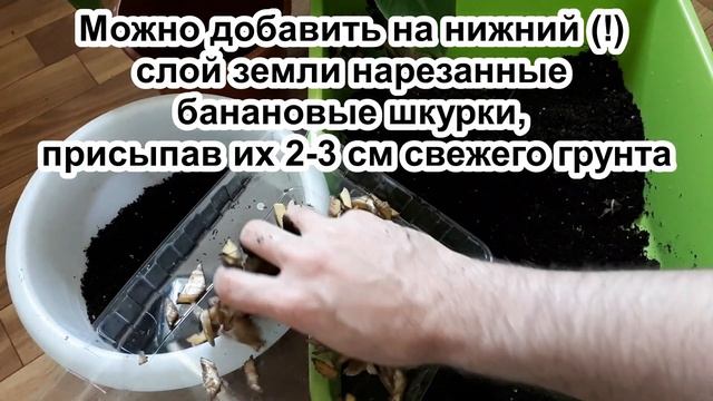 Усильте "ослабленный" банан! Как пересадить банан. Уход за бананом дома