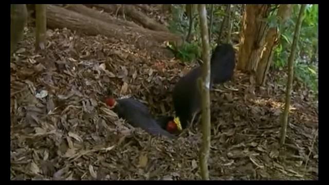 Aрхитекторов в дикой природе птица кустарниковый больше ног смотреть онлайн