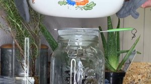 ROSEMARY ALOE WATER RINSE FOR LONGER HAIR