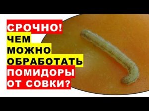 Срочно! Чем можно обработать помидоры от совок и томатной моли?