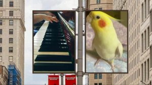 Птичий концерт под аккомпанемент 🎹 🎙️🐦