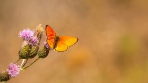 Дочь случайно подслушала разговор отца по телефону. От того, что она услышала, кровь застыла в жила