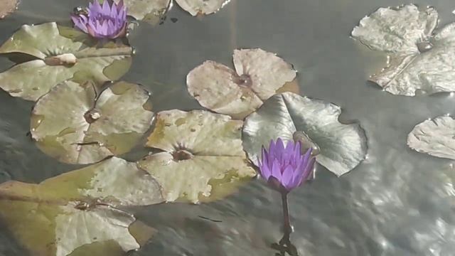 Прогулка в парке не далеко от дома.. Израиль 9 мар. 2021 г.