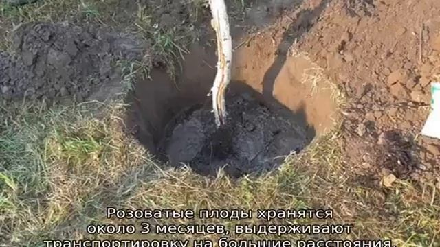 Яблоня ВЭМ розовый смотреть онлайн