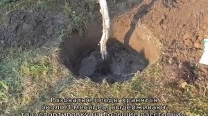 Яблоня ВЭМ розовый