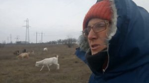 КОЗЫ БРУЦЕЛЛЕЗ анализы ответственность🐑🤔