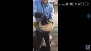 как надувается рыба фугу