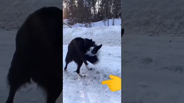 Славный классный умный собакен, умничка песик, собака бабака @annmilan.bc