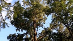 Горьковское водохранилеще. Обзор пансионата "БУРЕВЕСТНИК".   #12