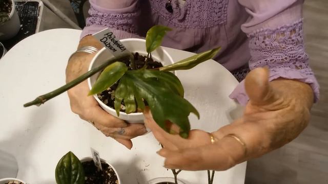 9 8 21 Plant Trade with Suzette Gardens 3 months later смотреть онлайн