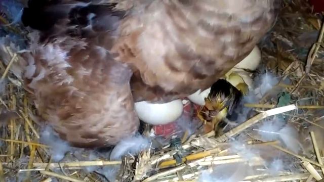 Вылупление утят под наседкой смотреть онлайн