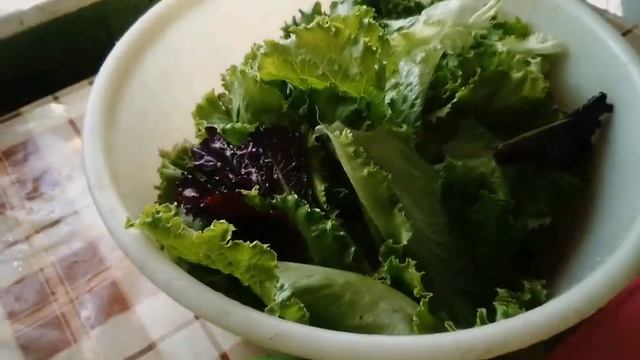 Заготовка листового зелёного салата на зиму!Заморозка!
