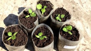 Хитрости выращивания здоровой рассады баклажан / Рассада баклажан / Как и когда подкармливать