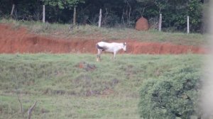 Nikon coolpix p600 zoom teste