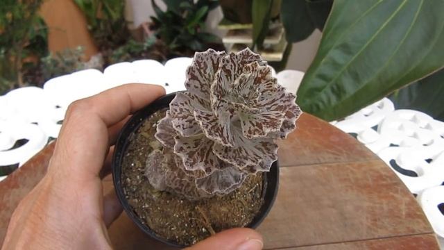 #Suculentadodia! | kalanchoe Rhombopilosa смотреть онлайн