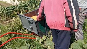 Возим тыкву на самодельном мини тракторе из мотоблока