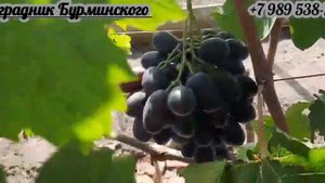 ГФ. Винограда ЧЕРНАЯ ПУЛЯ (Калугин В.М.).