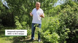 Как ИЗБАВИТЬСЯ от ржавчины на смородине? Лечим желтые пятна на листьях смородины
