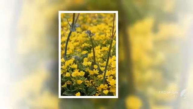 Limnanthes - garden plants смотреть онлайн