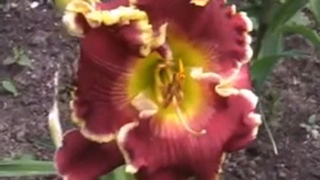 Лилейник daylily VIOLET LIGHT смотреть онлайн