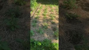 Картошка Королева Анна и Гала посмотри что вырастет