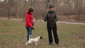 Охотничьи собаки. 17 серия. Гладкошёрстный фокстерьер