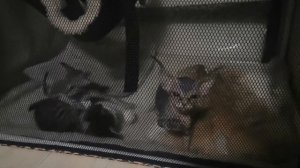 донской сфинкс браш