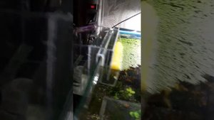 Перелив из аквариума в самп