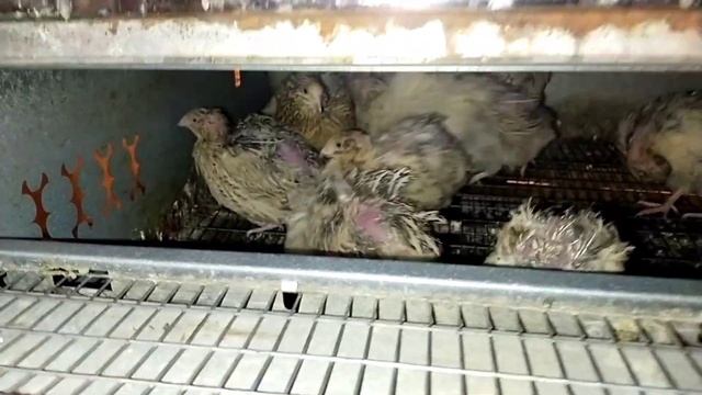 Как собирать яйца перепелов для инкубации? смотреть онлайн