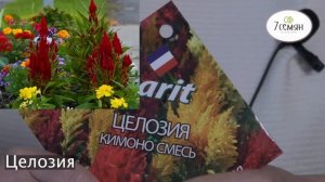 ЛУЧШИЕ ОДНОЛЕТНИЕ ЦВЕТЫ ДЛЯ ВАШИХ КЛУМБ!
