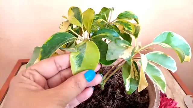 Schefflera Umbrella Plant (  Arboricola   Actinophylla  Etc  )  Care Tips
