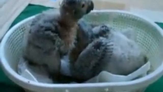 Кормление птенцов жако