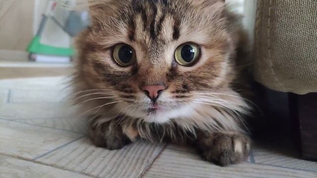 Кошка с большими глазами смотреть онлайн