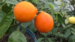 Танжело Минеола (Миннеола). Tangelo Minneola. Honeybell tangelo.
