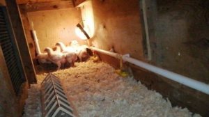 обзор хозяйства . Какими овощами я подкармливаю кур в апреле