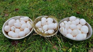 ВСЮ ЗИМУ С ЯЙЦОМ.