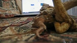 размножение бородатых агам