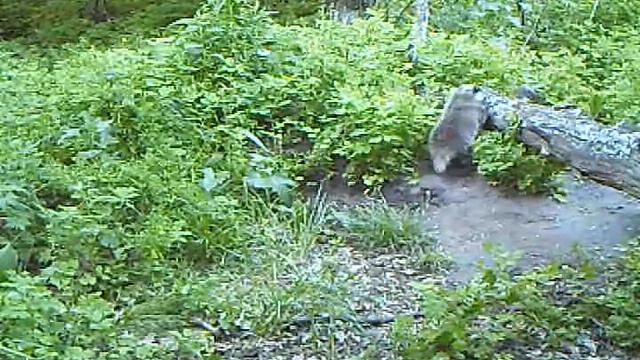 Барсучонок преодолевает бревно смотреть онлайн