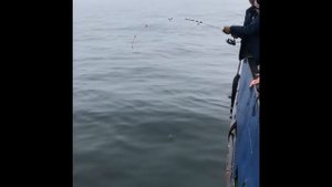 ВОТ ЭТО ТРОФЕЙ!!! 25.5 КИЛОГРАММ!!! ОТЛИЧНАЯ РЫБАЛКА НА ПАЛТУСА!!!