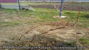 Уход за виноградом весной на Кубани