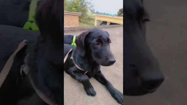 Labrador Retriever Black puppy sad #labrador part 25 #shorts #youtubeshorts  #shortsvideo