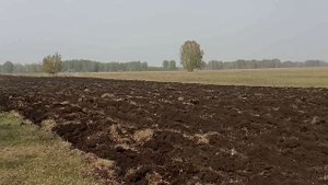 Посев пшеницы, целина и "год сурка" №19