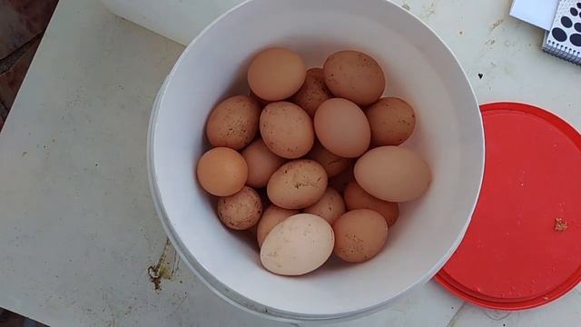 Кальций для кур-несушек своими руками.